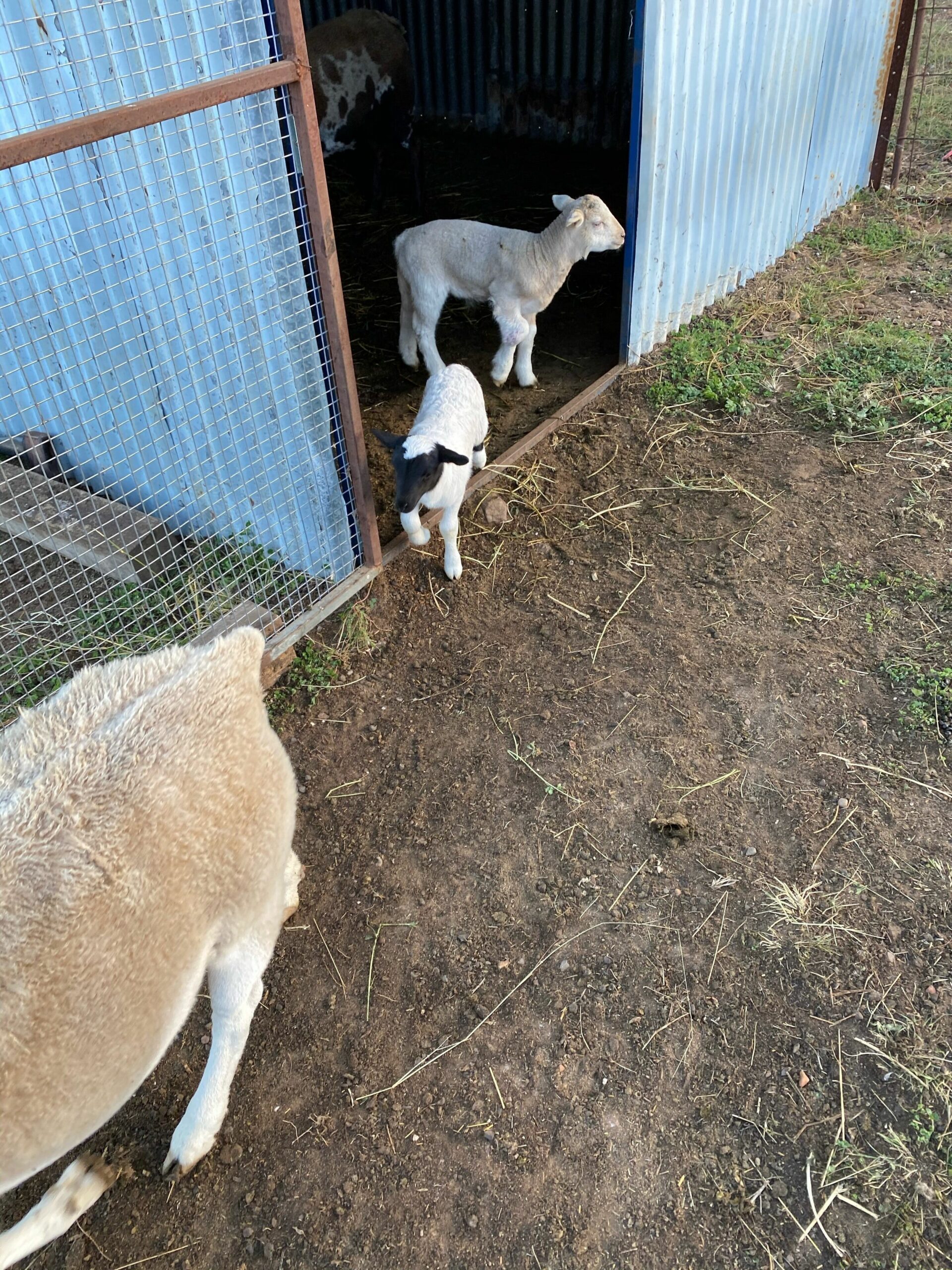 Coonandry Cottage Farmstay