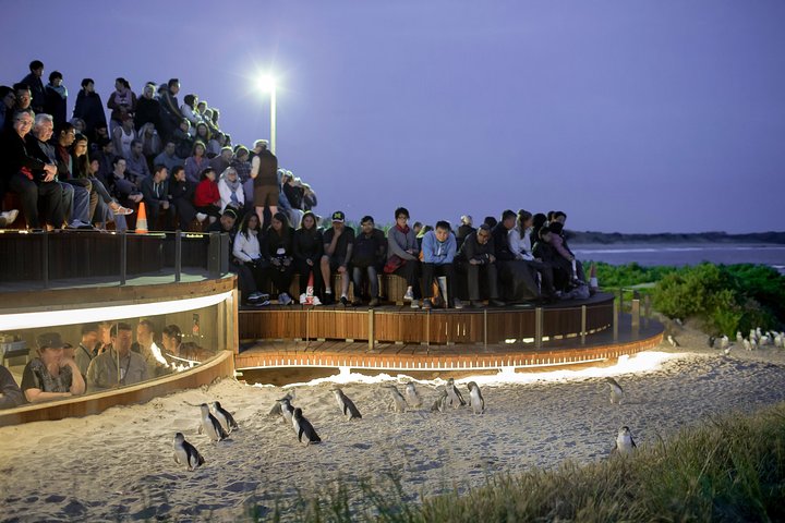 Premium Phillip Island Penguin Parade Tour with Koala Conservation Reserve