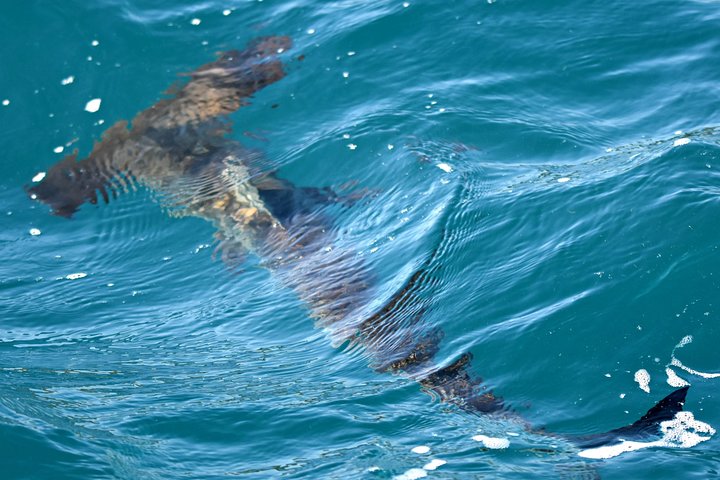 Bremer Bay Orca Experience