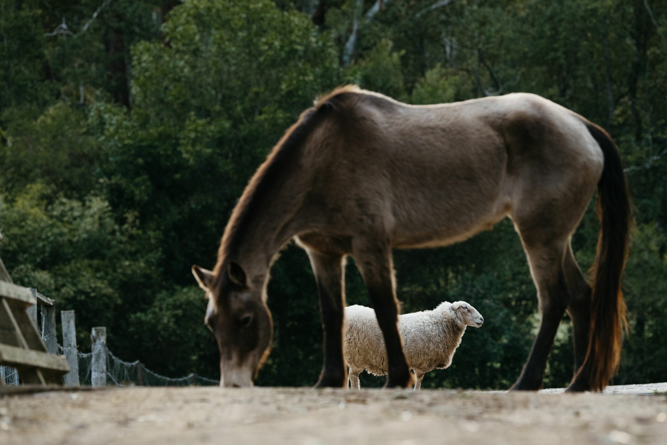 Bellingen Vintage Farm Stay: WeilHouse Living