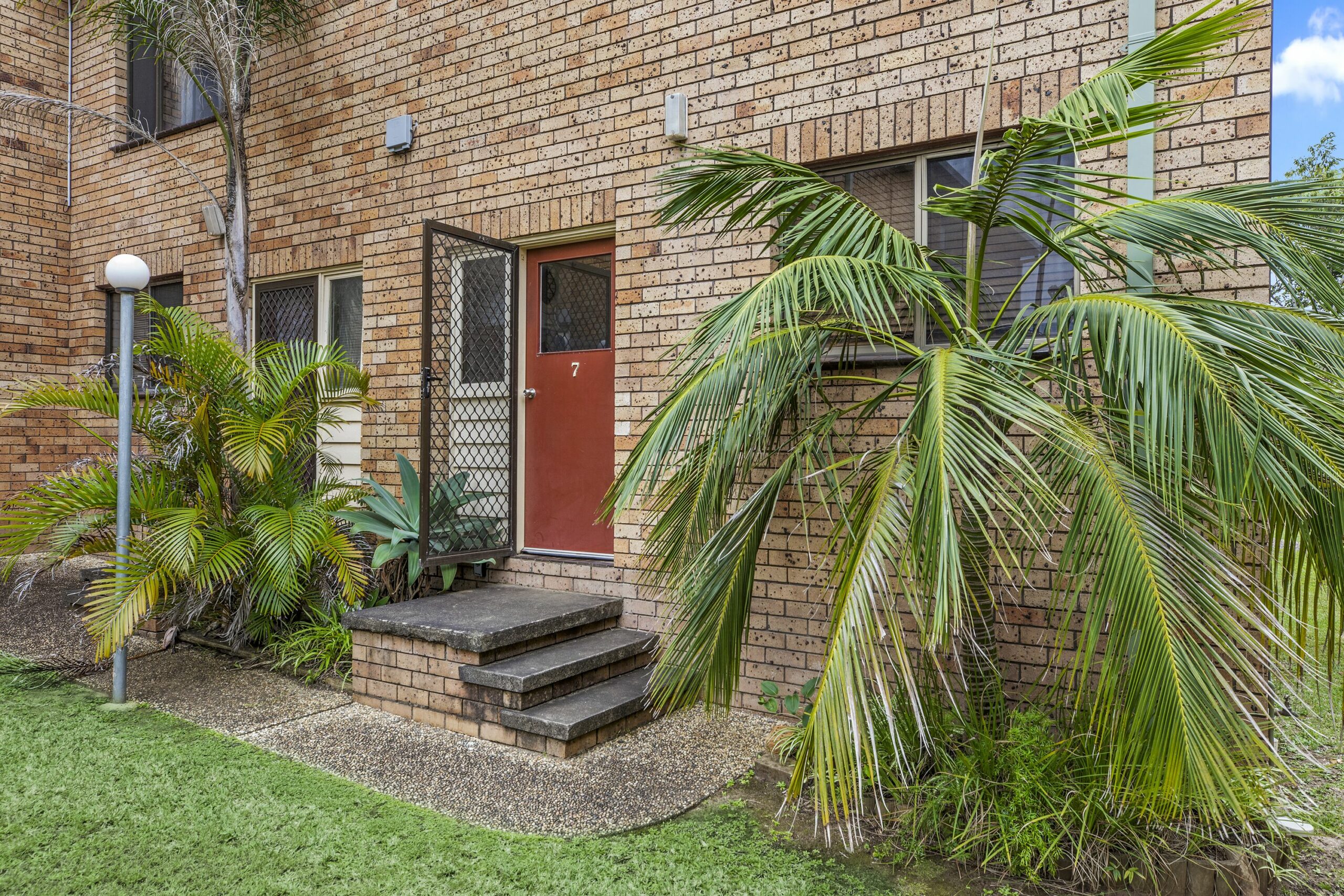 Banksia in Sunny Sawtell