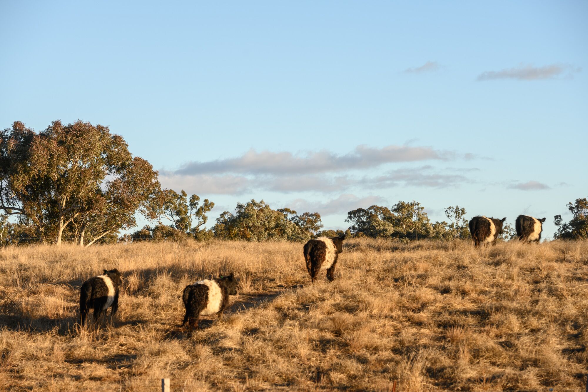 Abercorn - House and Farm Mudgee