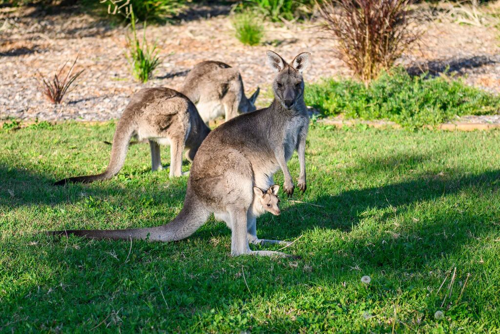 Grevillea Garden Villa