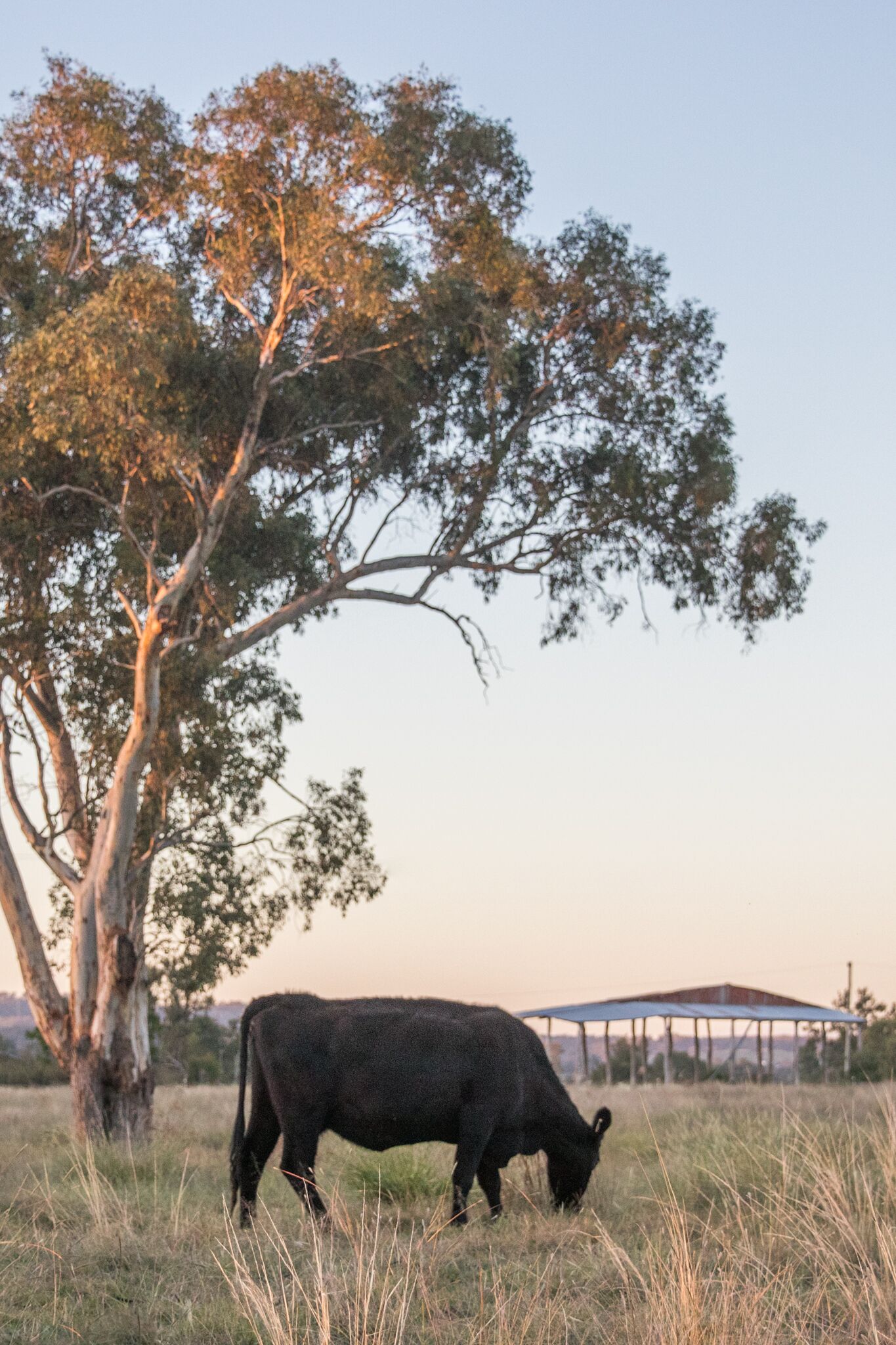 Abercorn - House and Farm Mudgee