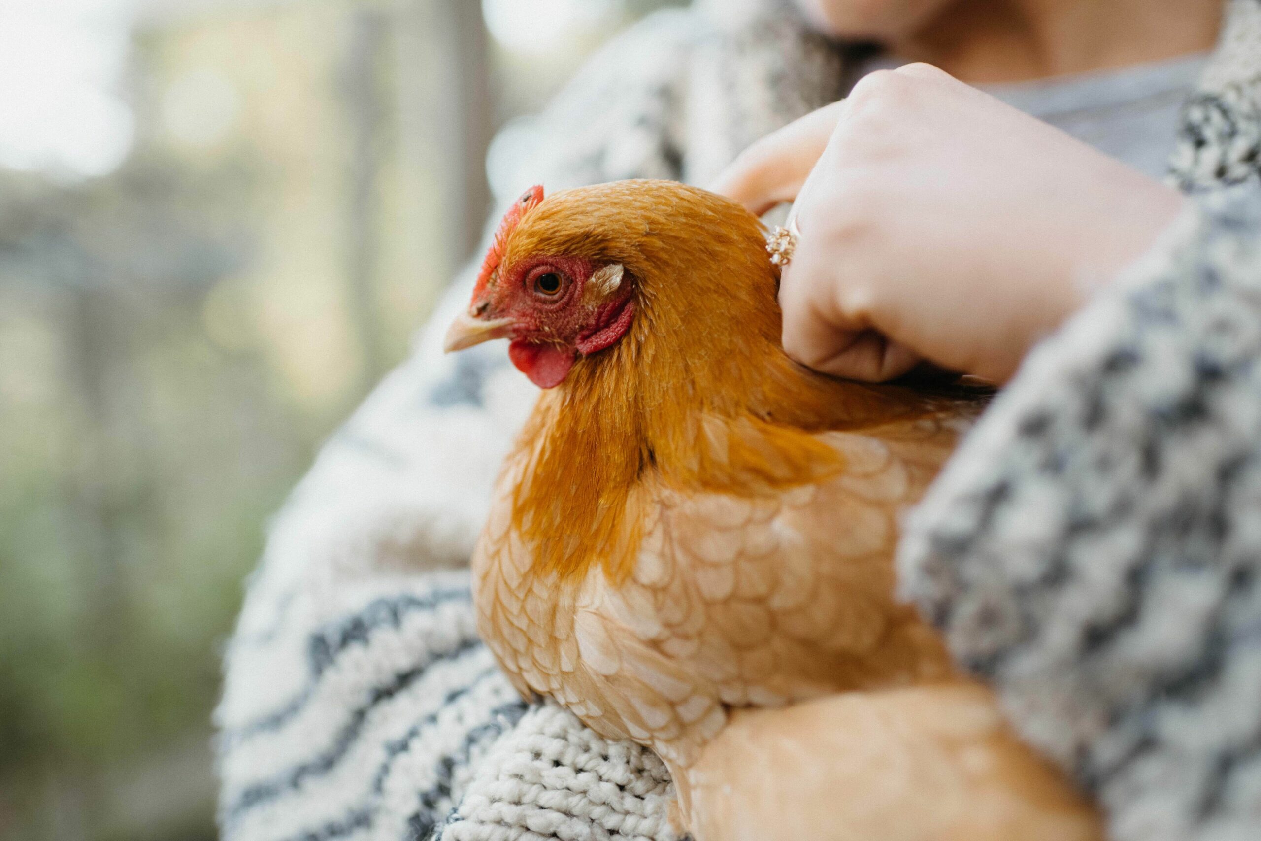 Bellingen Vintage Farm Stay: WeilHouse Living