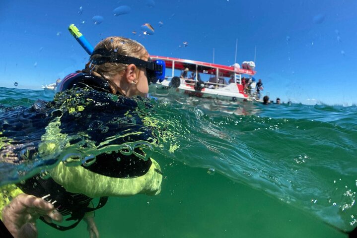 Moreton Island Guided Reef Snorkel