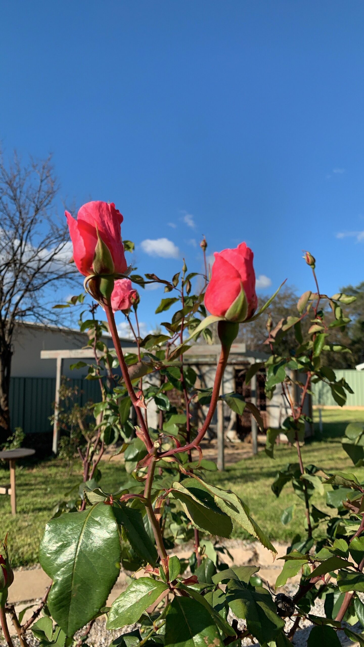 Stylish, timeless classic in the heart of Mudgee