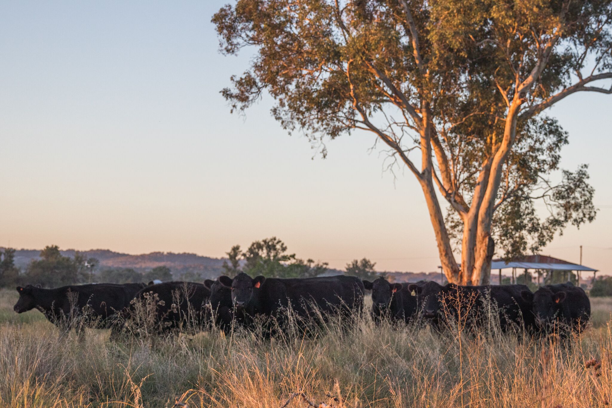 Abercorn - House and Farm Mudgee