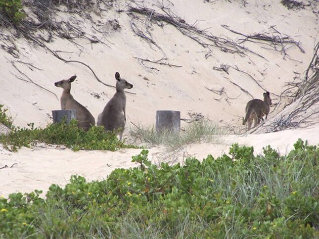 Beachcombers. Unit 1 & Pet Friendly Unit 2