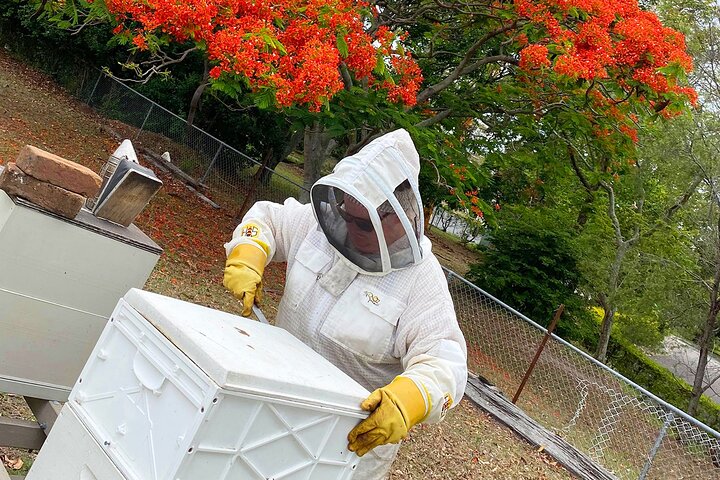 Small-Group Bee Farm Tour Experience in Brisbane