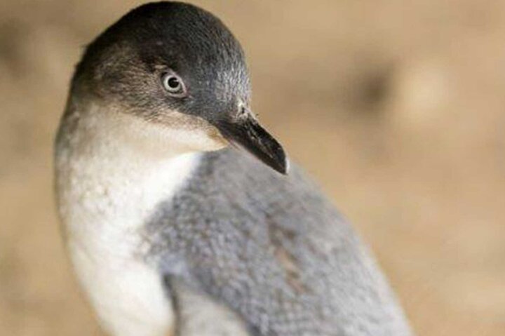 Premium Phillip Island Penguin Parade Tour with Koala Conservation Reserve