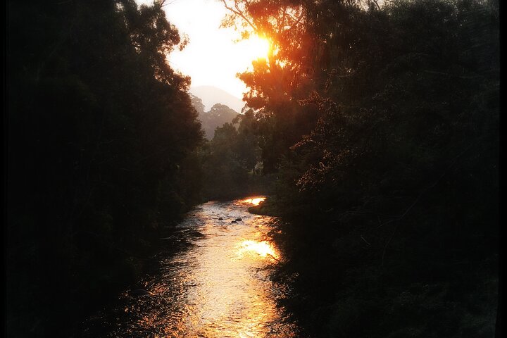 Yarra River Walking Tours Through Scenic Warburton