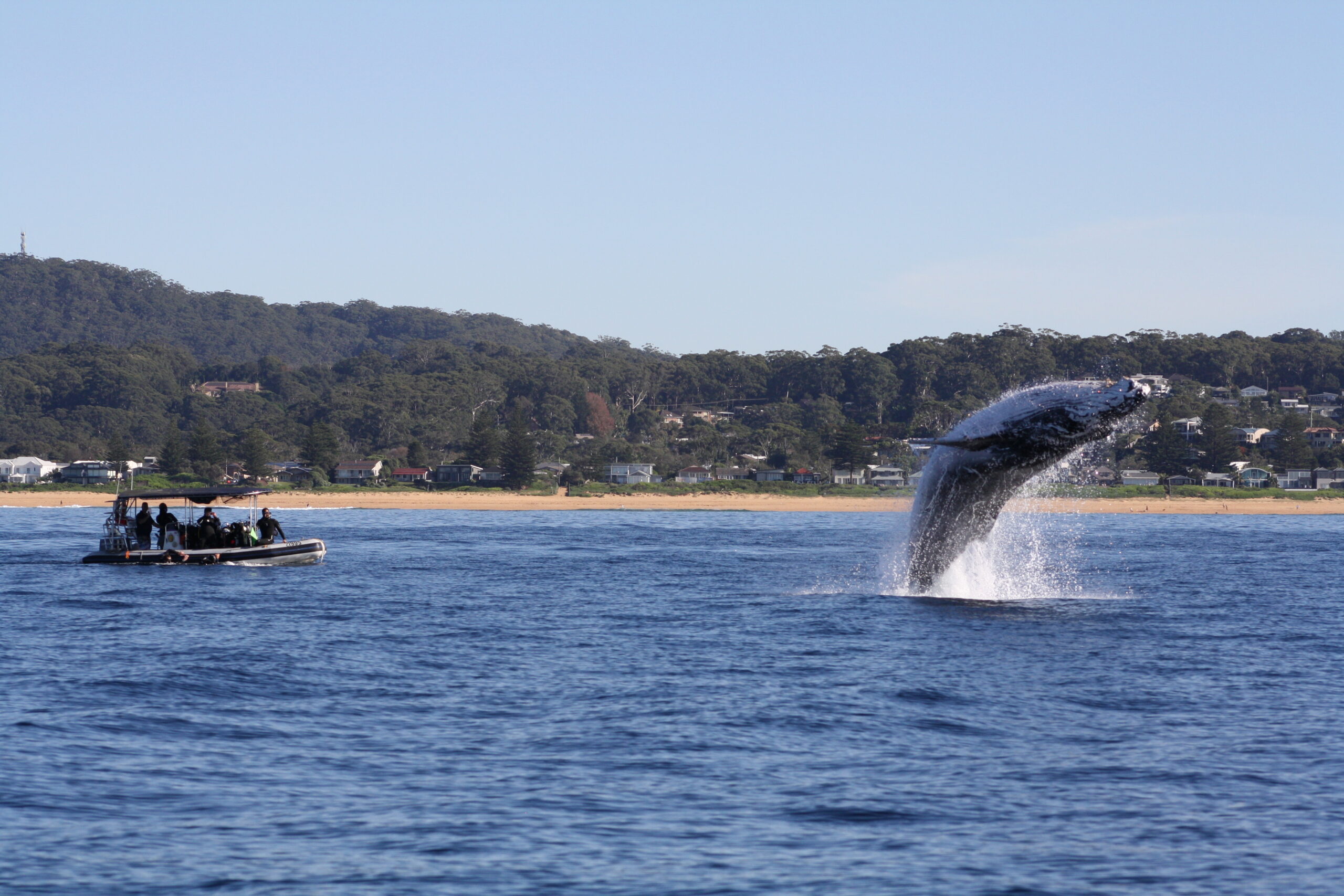 Whale Watching Terrigal