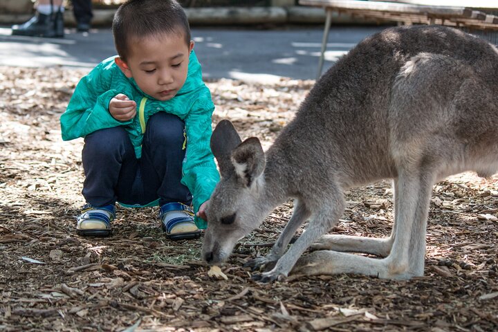 Blue Mountains Small Group Tour