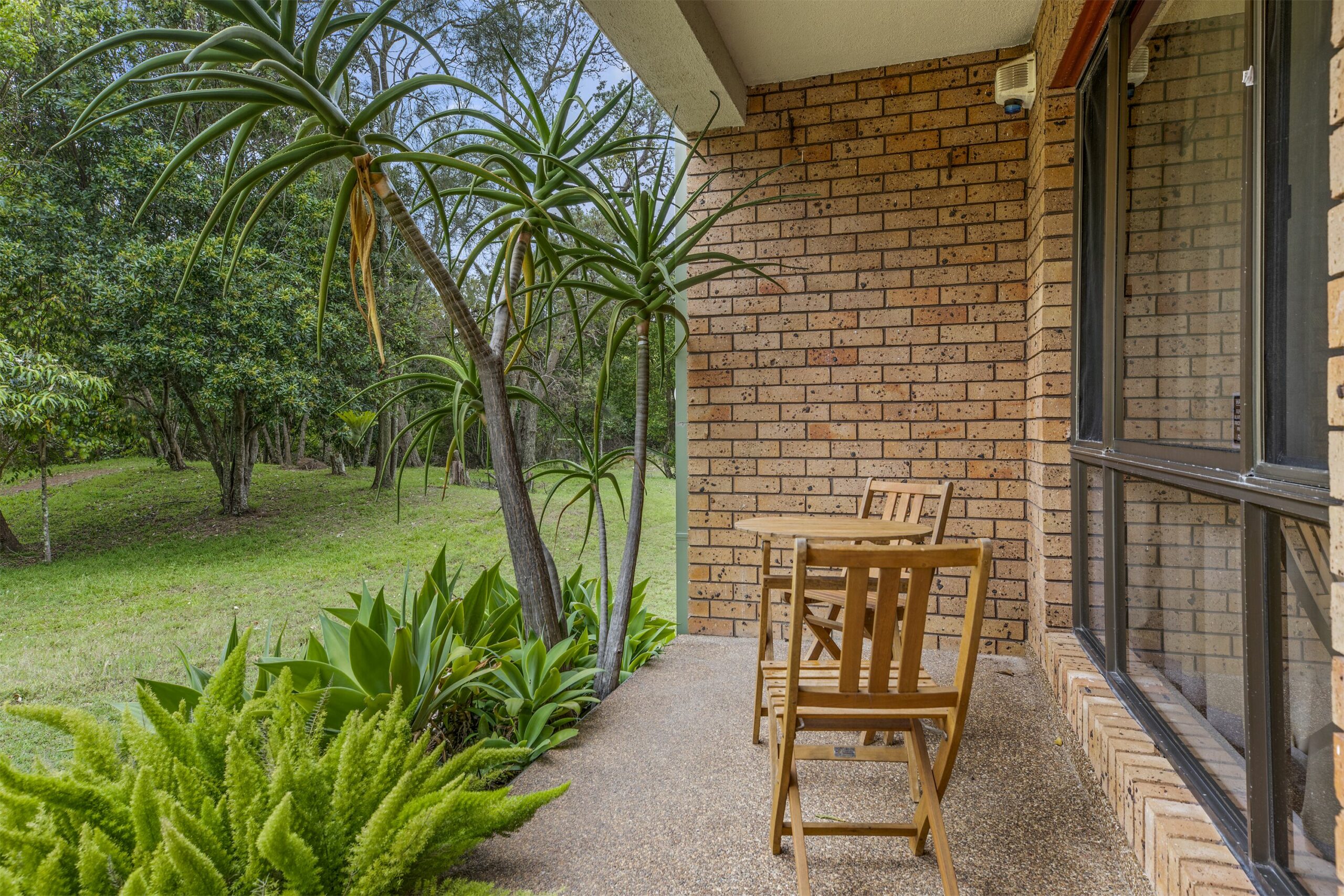 Banksia in Sunny Sawtell