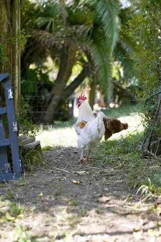 Bellingen Vintage Farm Stay: WeilHouse Living