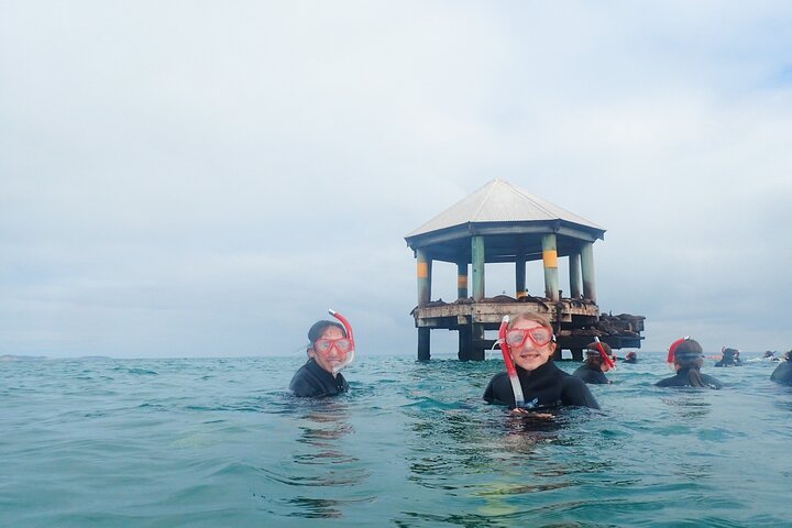 Sailing Cruise and Snorkel with Seals