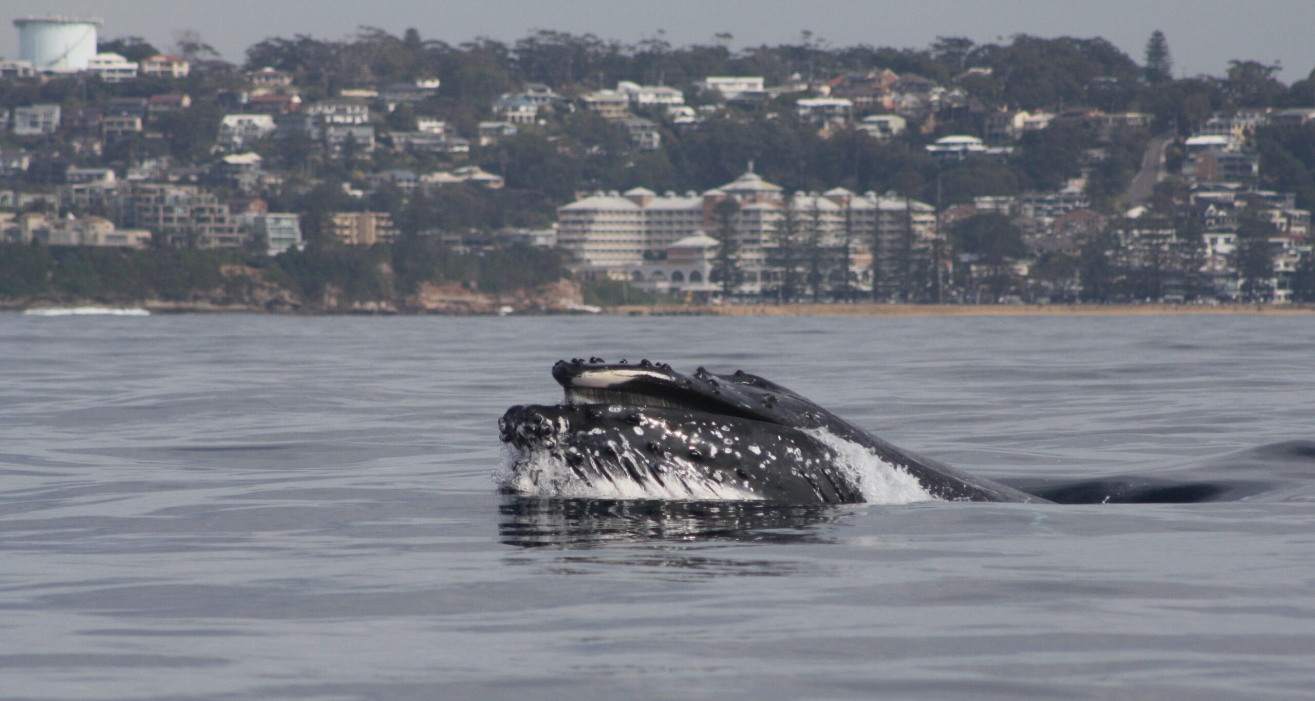 Whale Watching Terrigal