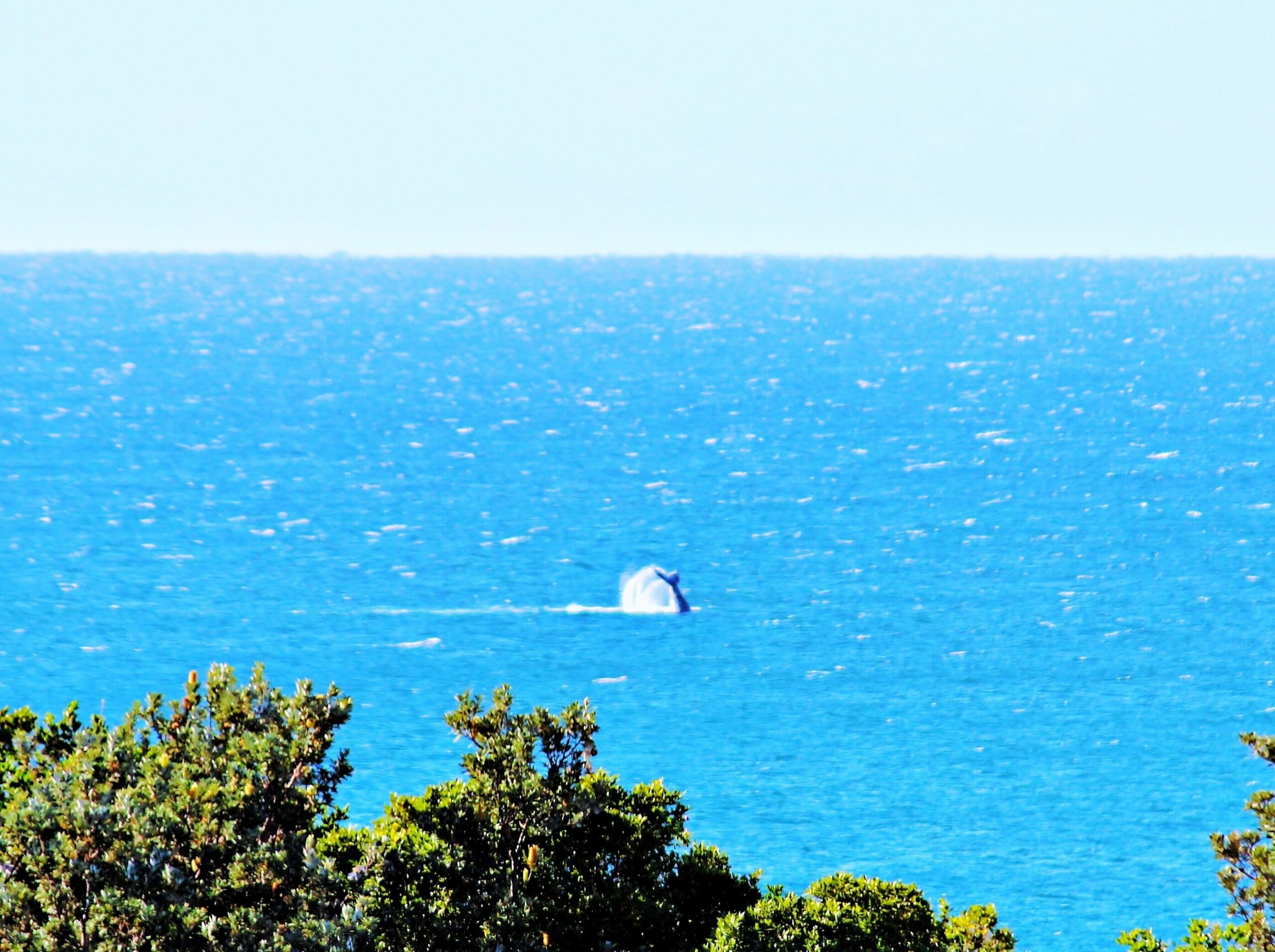 Tranquilo Beach House Luxury wildlife reserve on the Ocean