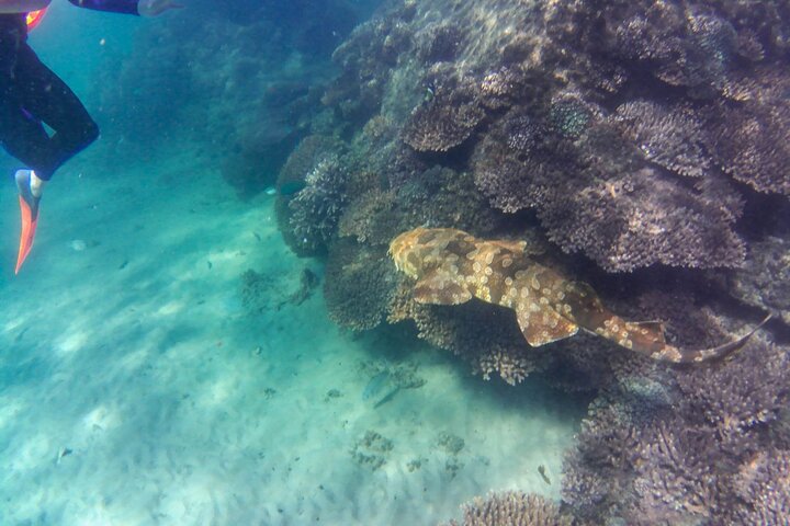 Moreton Island Guided Reef Snorkel