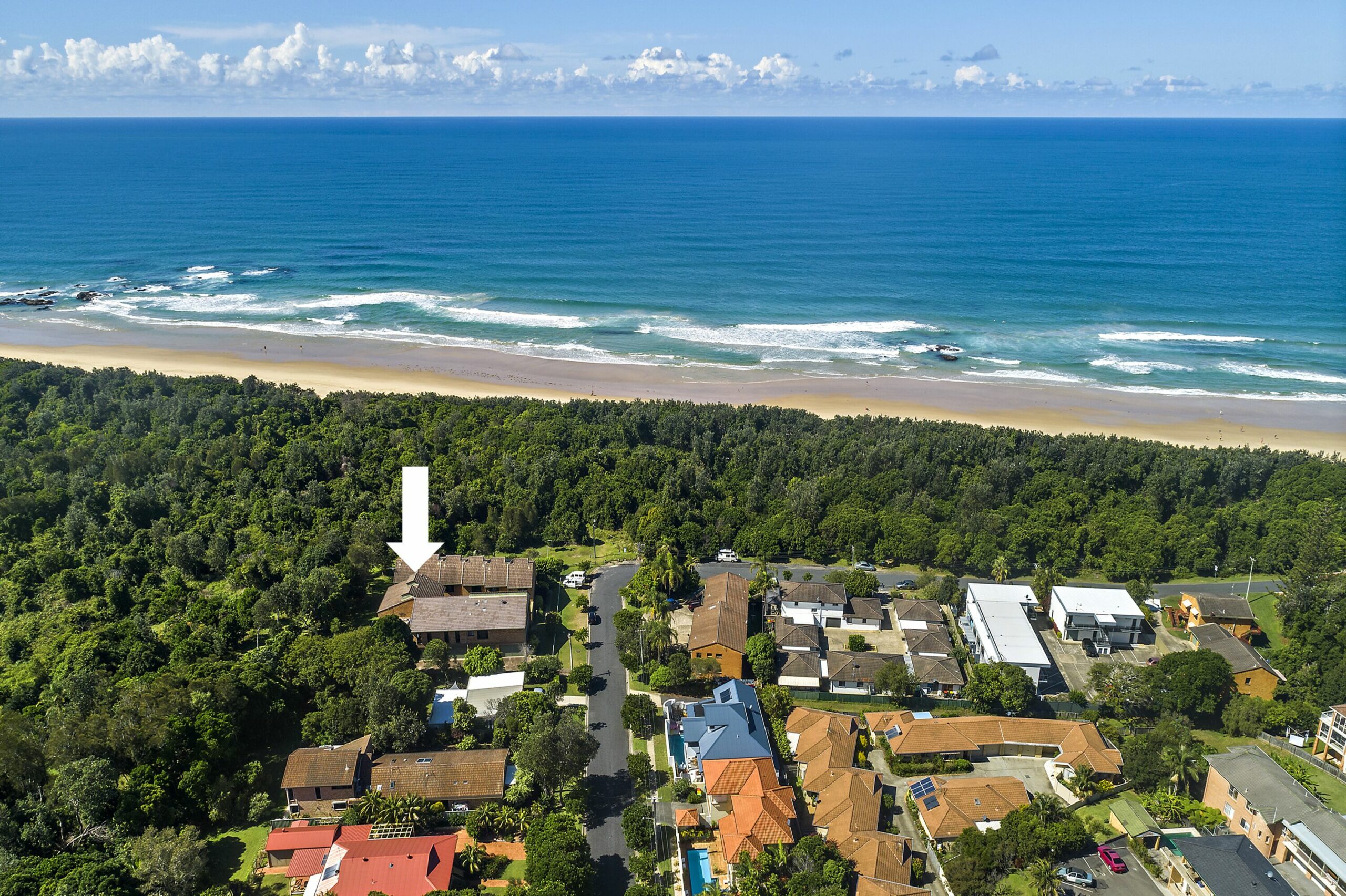 Banksia in Sunny Sawtell