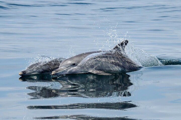 Full Day Kangaroo Island Sip and See Tour departing from Kangaroo Island