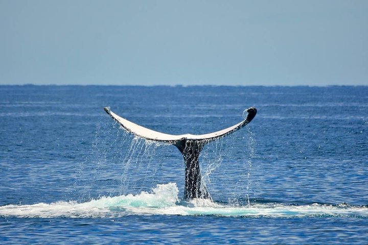 Whale Watching Busselton