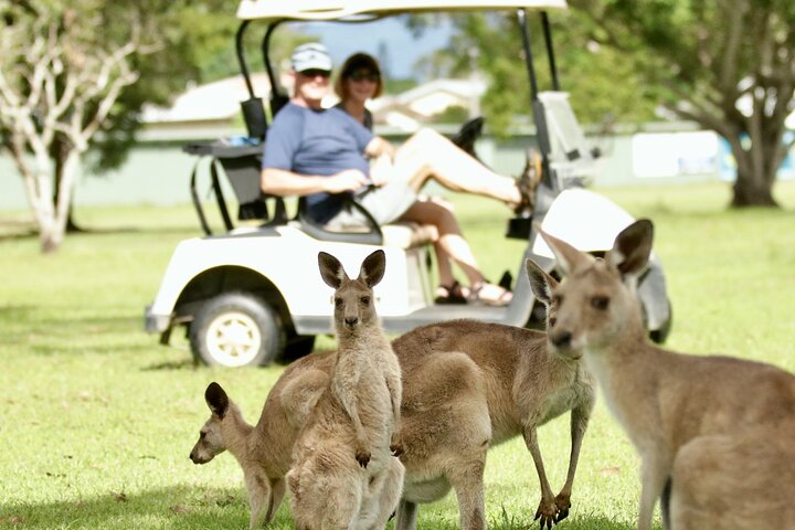 Blue Adventures Private Wildlife & Rainforest Safari Port Douglas