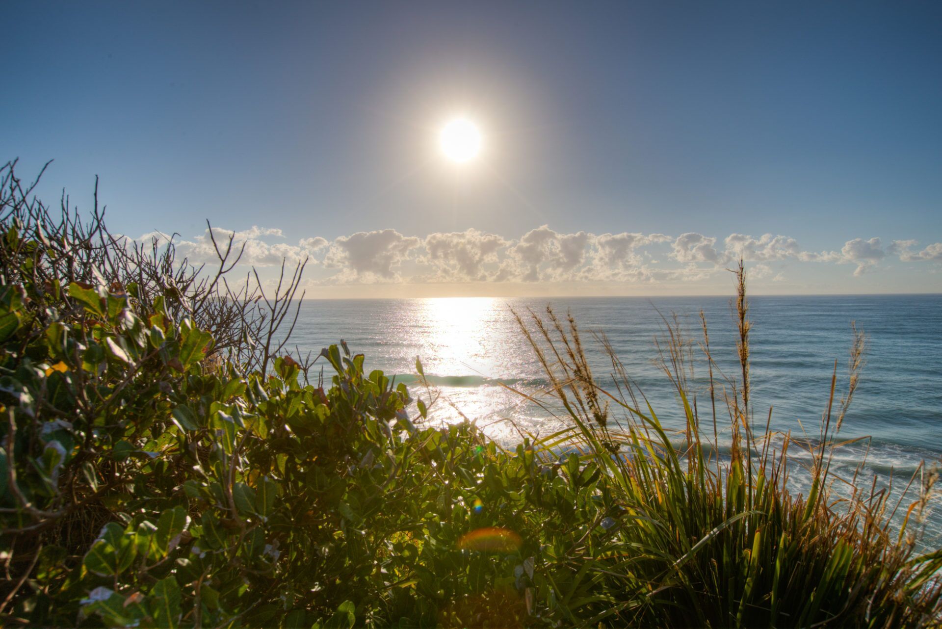 Osprey - Sapphire Beach NSW