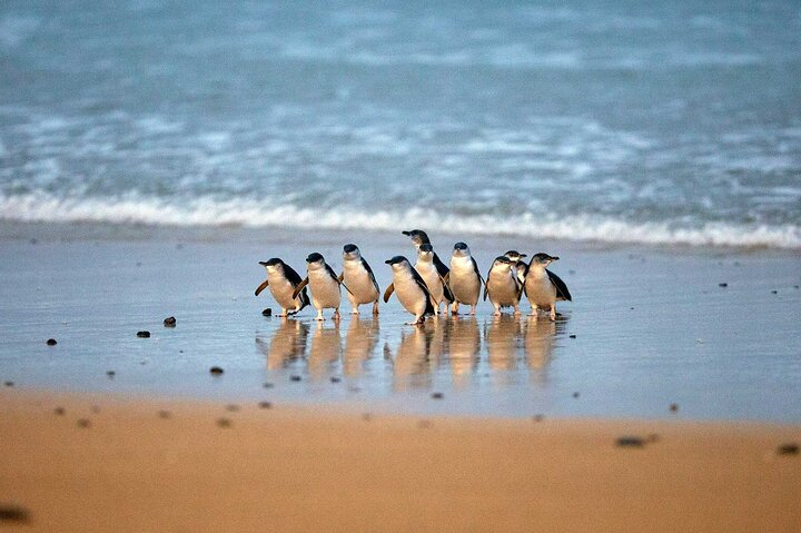 Premium Phillip Island Penguin Parade Tour with Koala Conservation Reserve