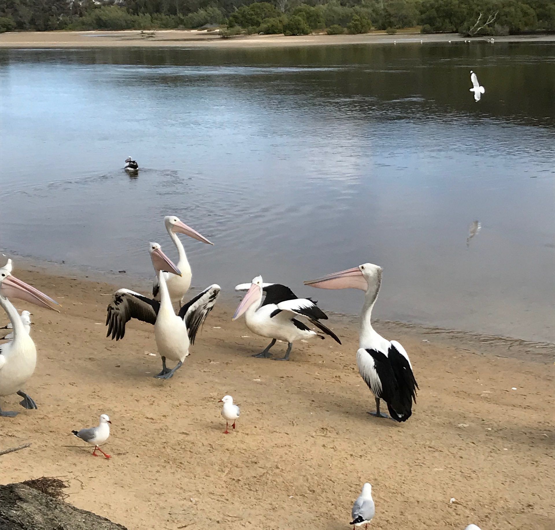 Sholti Wooli - Wooli, NSW