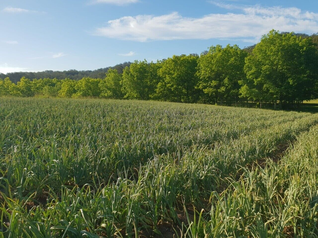 Bellbowra Farmstay - Pet Friendly - Nambucca Valley