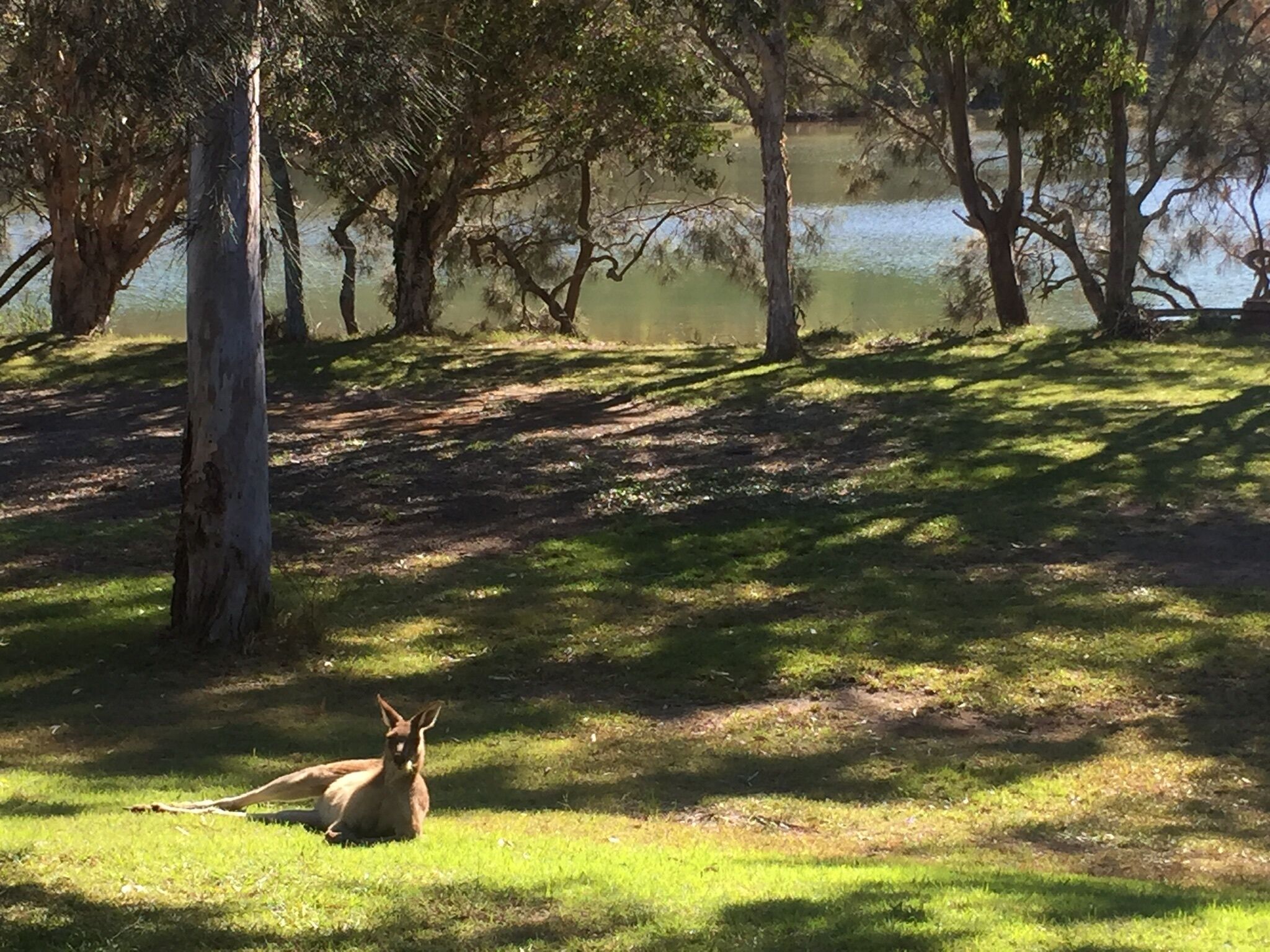 Melaleuca Lakeside by the beach at Woolgoolga - Paradise summer and winter