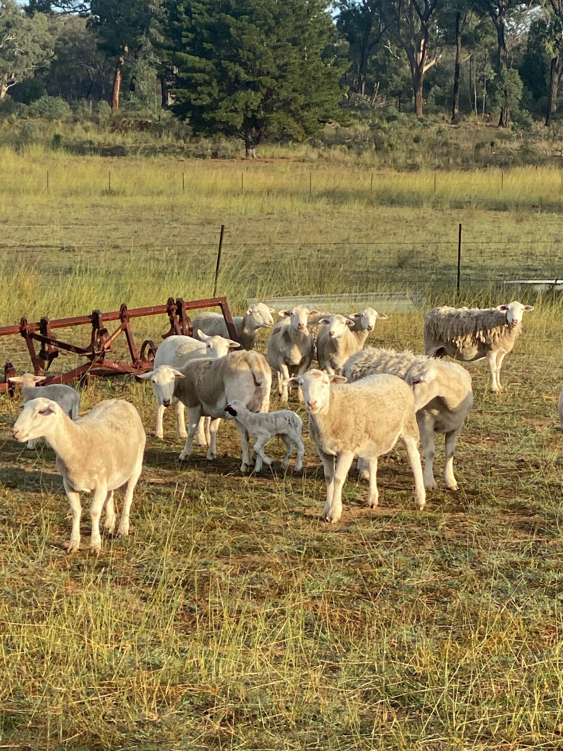 Coonandry Cottage Farmstay