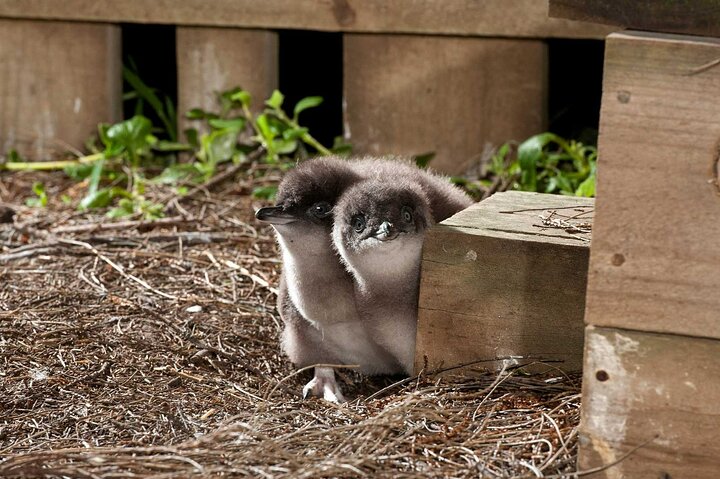 Premium Phillip Island Penguin Parade Tour with Koala Conservation Reserve