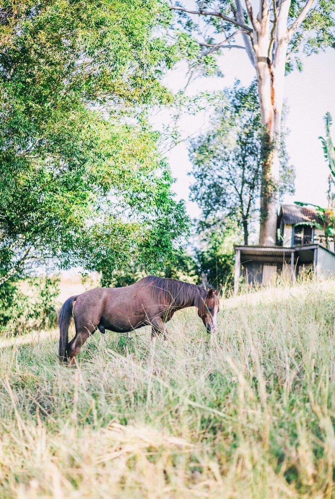 Bellingen Vintage Farm Stay: WeilHouse Living