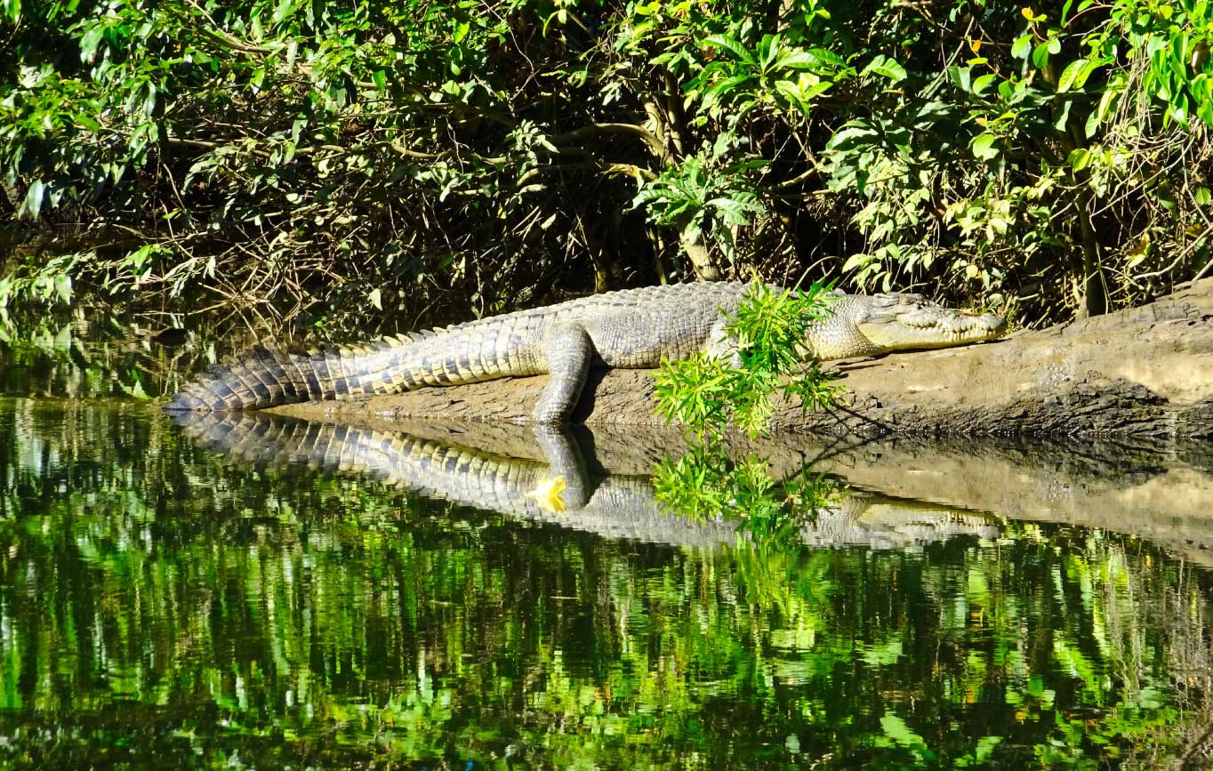Crocodile Express Daintree Rainforest and Wildlife Cruise