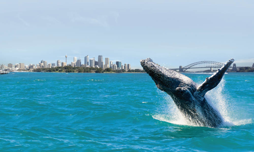 Sydney Whale Watching Cruise including Breakfast