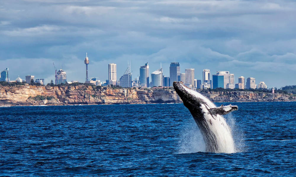 Sydney Whale Watching Cruise including Breakfast