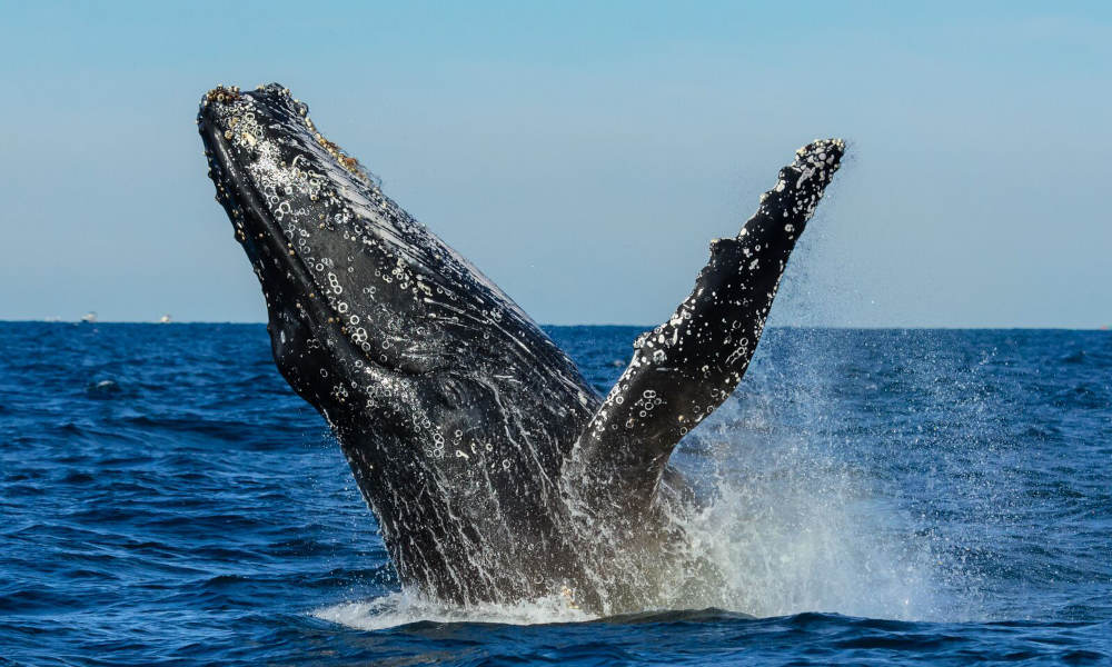 Sydney Whale Watching Cruise with BBQ Lunch – Buy One Get One FREE Special Offer
