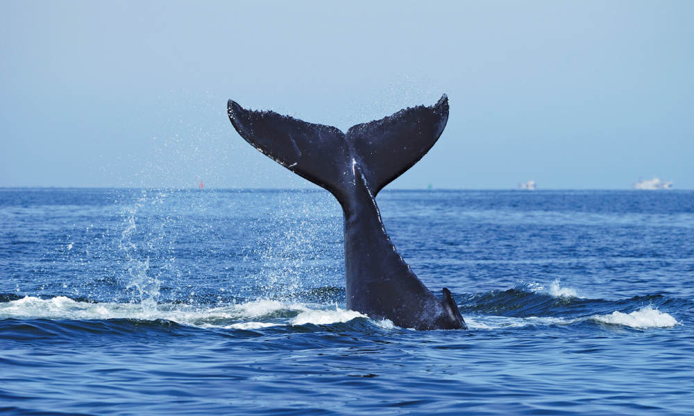 Whale Watching Cruise with BBQ Lunch Buy One Get One FREE