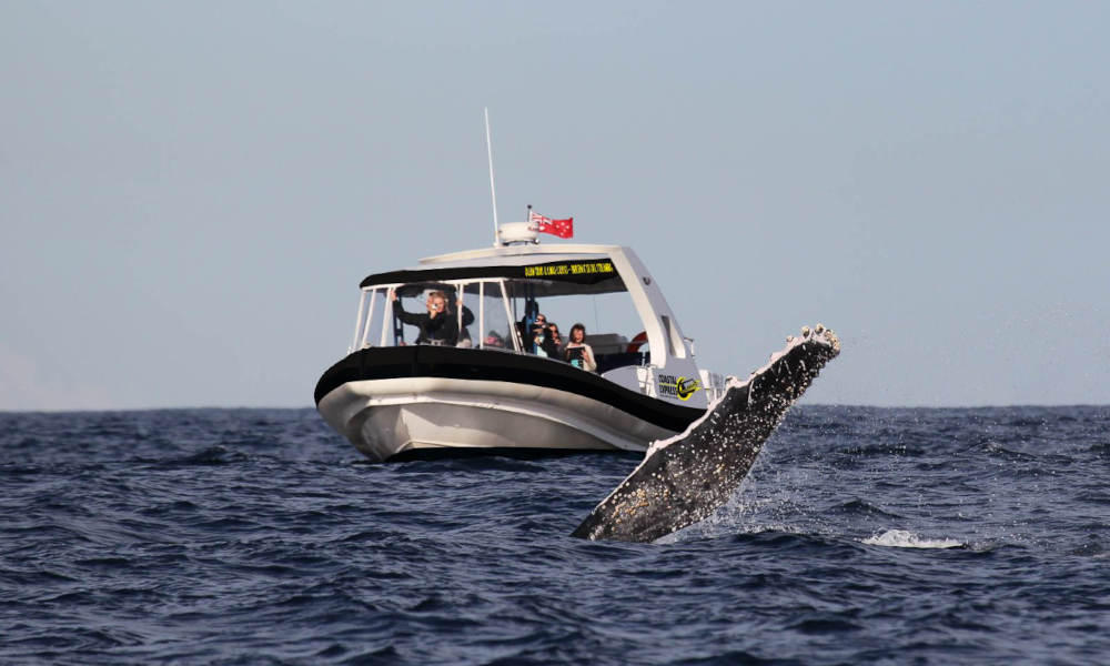 Mooloolaba Whale Watching Experience