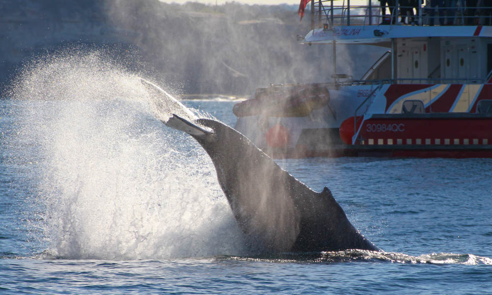 Sydney 2 Hour Whale Watching Express Cruise