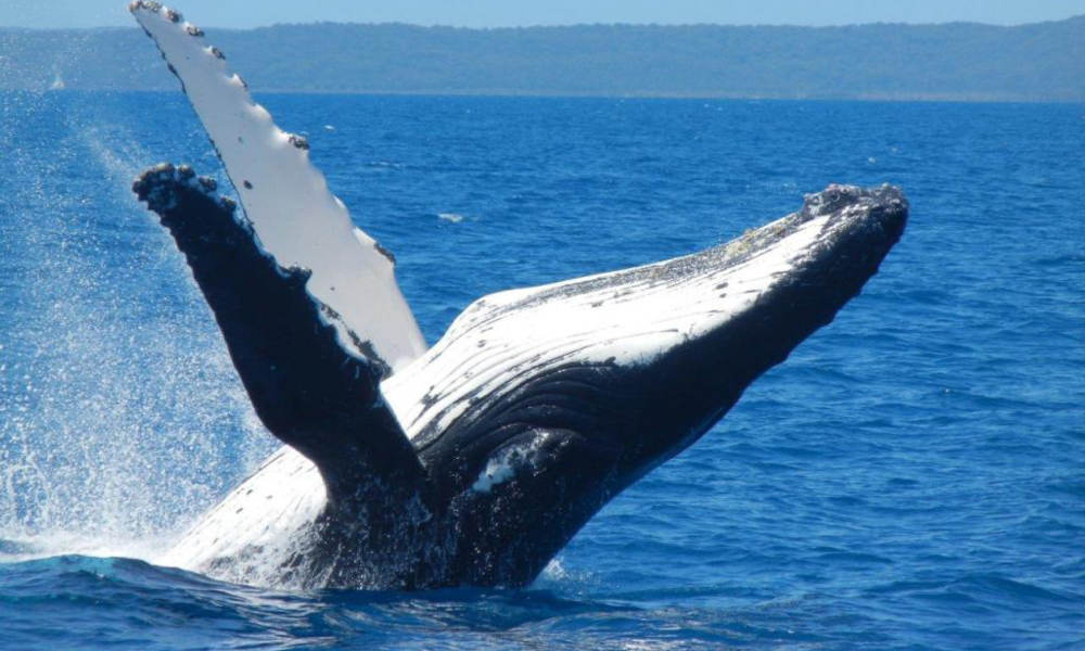 Mooloolaba 1.5 hour Whale Watching Adventure