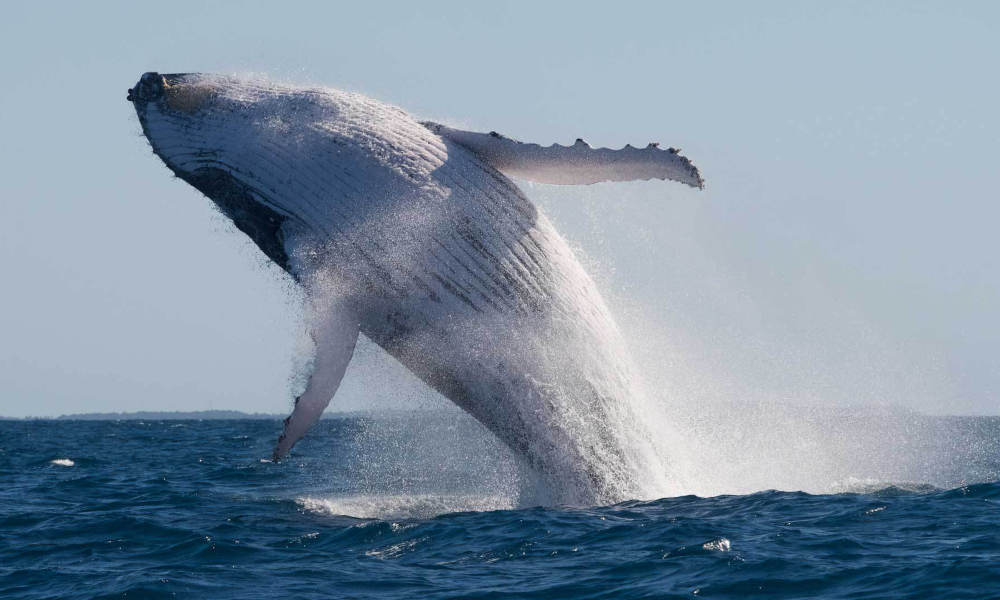 Mooloolaba 1.5 hour Whale Watching Adventure