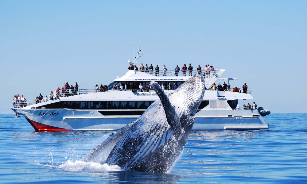 Premium Whale Watching Adventure