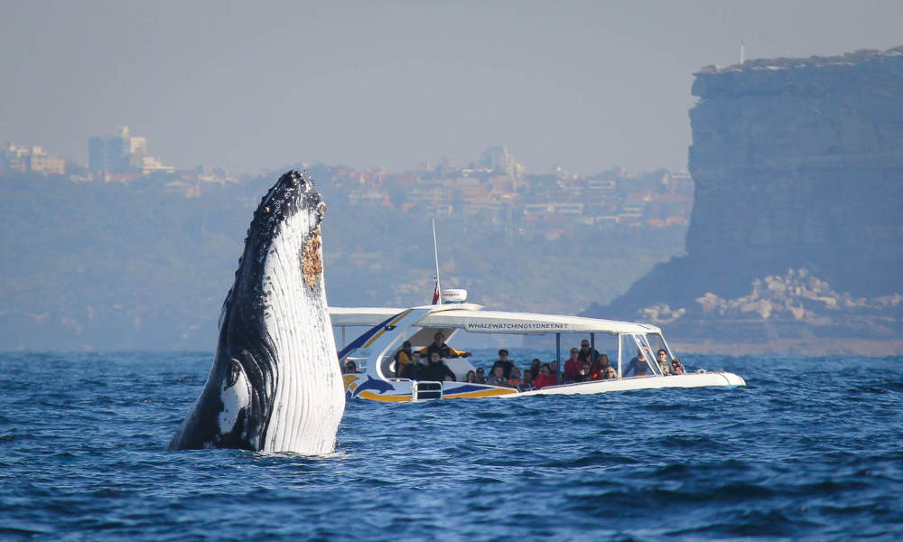 Sydney 2 Hour Whale Watching Adventure Cruise