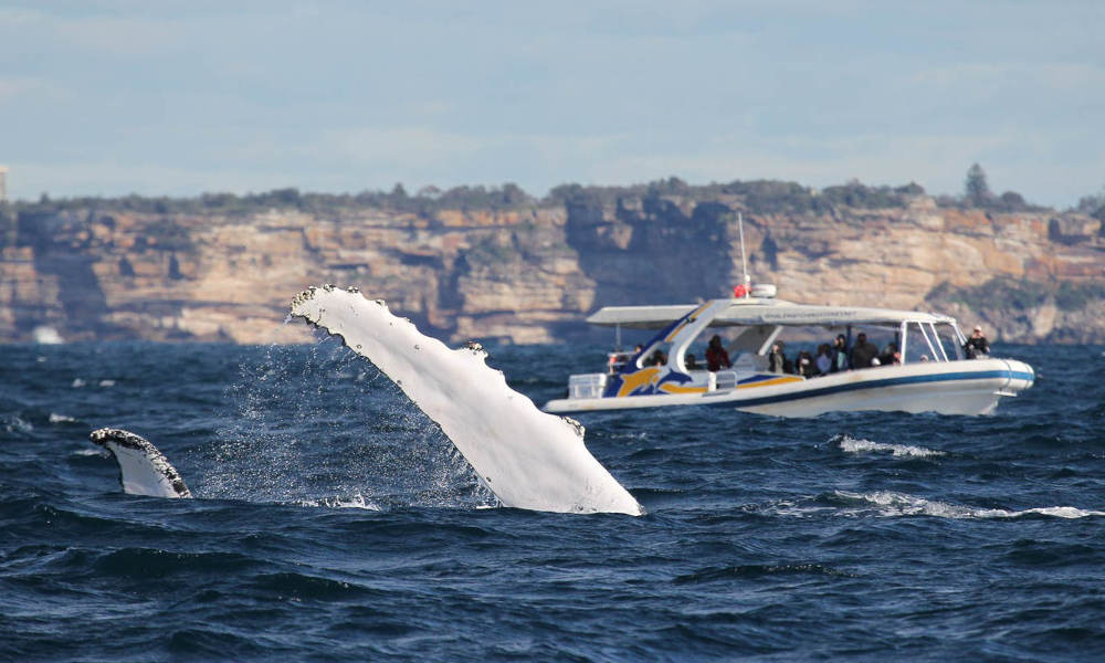 Sydney 2 Hour Whale Watching Adventure Cruise