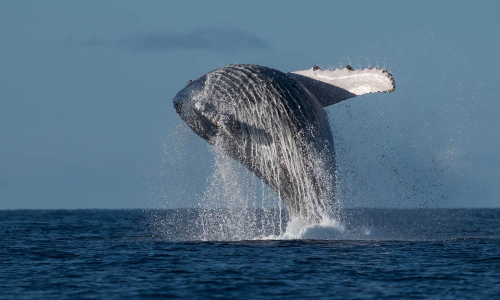 Mooloolaba 1.5 hour Whale Watching Adventure