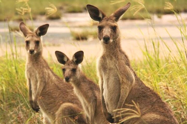 Great Ocean Road Private Car Tour from Melbourne. 1-5 guests.